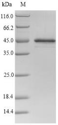 SDS-PAGE
