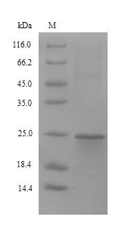 SDS-PAGE
