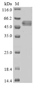 SDS-PAGE