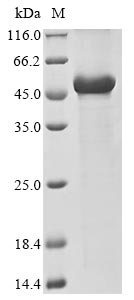 SDS-PAGE
