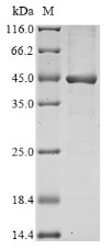 SDS-PAGE