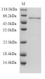 SDS-PAGE