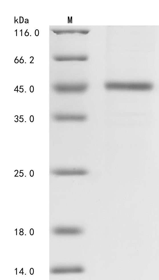 SDS-PAGE