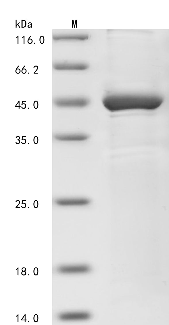 SDS-PAGE
