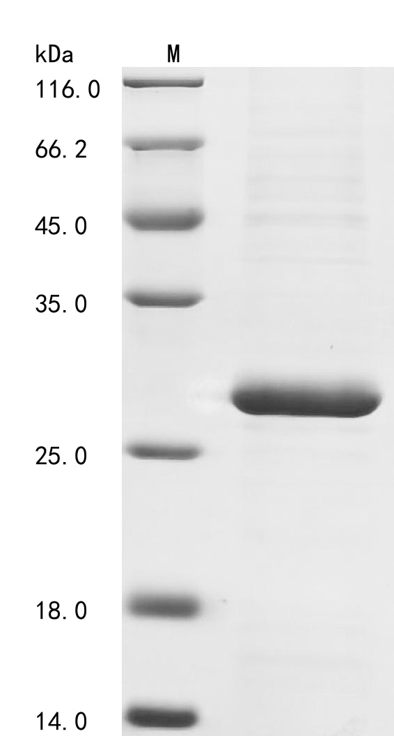 SDS-PAGE