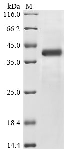 SDS-PAGE