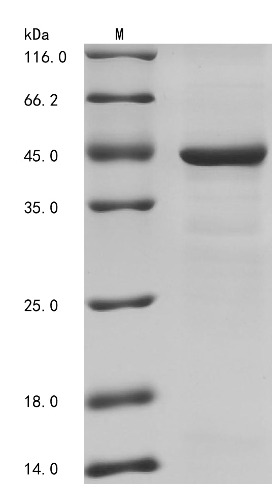 SDS-PAGE