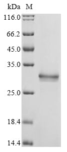 SDS-PAGE