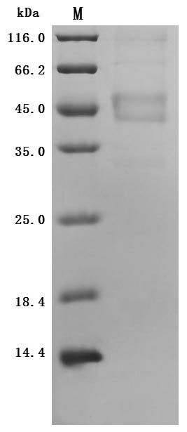SDS-PAGE