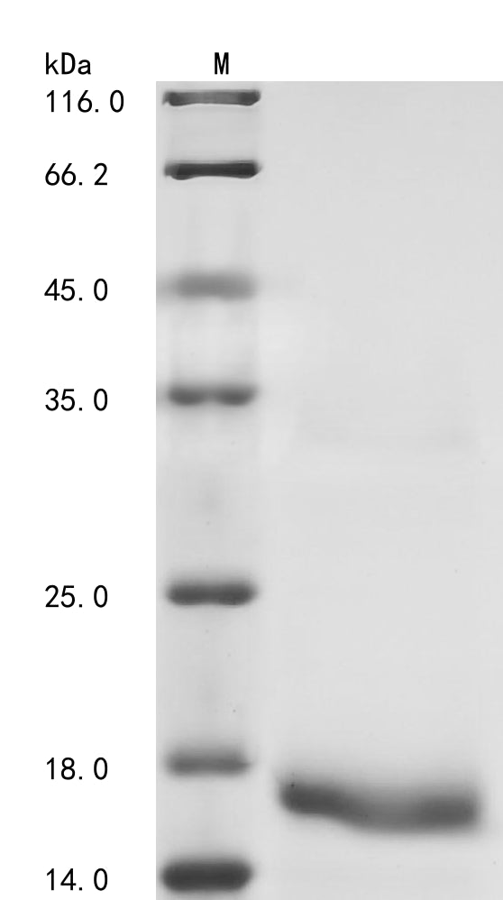 SDS-PAGE