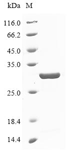 SDS-PAGE