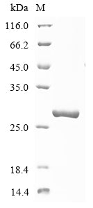 SDS-PAGE