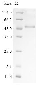SDS-PAGE
