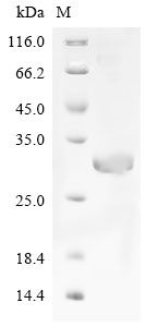 SDS-PAGE