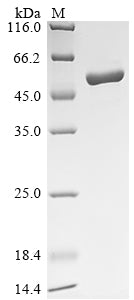 SDS-PAGE