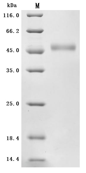 SDS-PAGE