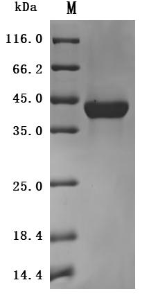 SDS-PAGE