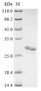 SDS-PAGE
