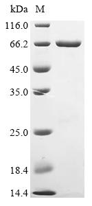 SDS-PAGE