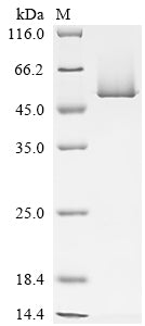 SDS-PAGE