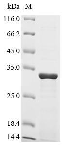 SDS-PAGE