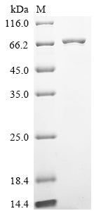 SDS-PAGE