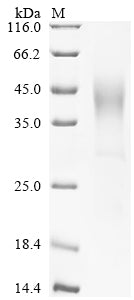 SDS-PAGE
