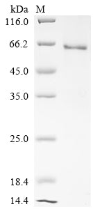 SDS-PAGE