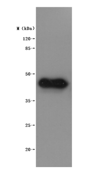 Western Blot