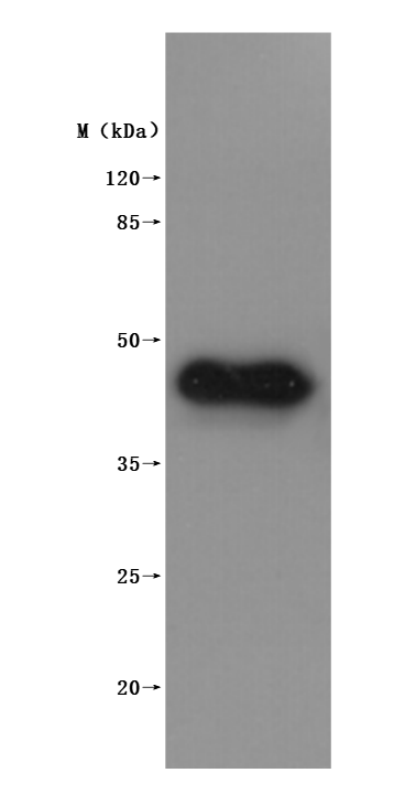 Western Blot