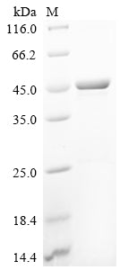 SDS-PAGE