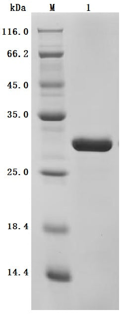 SDS-PAGE