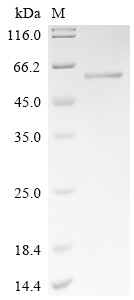 SDS-PAGE