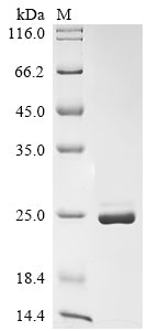 SDS-PAGE
