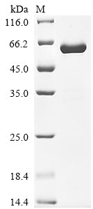 SDS-PAGE
