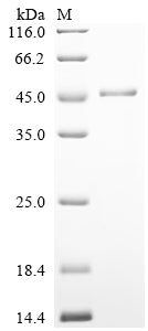 SDS-PAGE