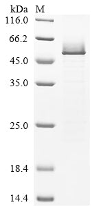 SDS-PAGE