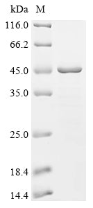 SDS-PAGE