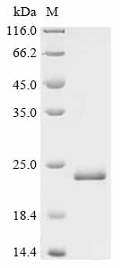 SDS-PAGE