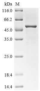 SDS-PAGE