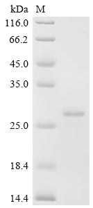 SDS-PAGE