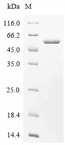SDS-PAGE