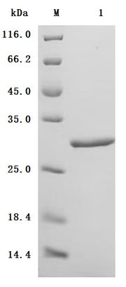SDS-PAGE