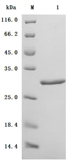 SDS-PAGE