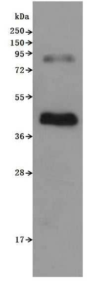 Western Blot