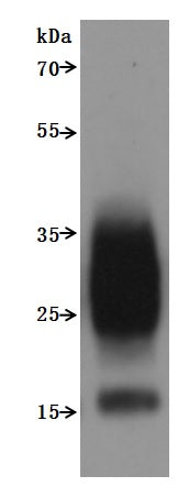 Western Blot
