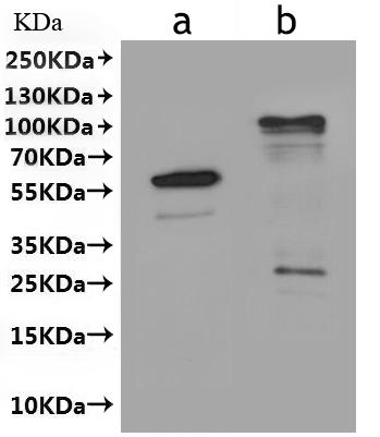 Western Blot