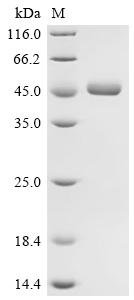 SDS-PAGE