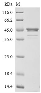 SDS-PAGE