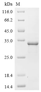 SDS-PAGE